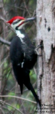 img_2728_croppedtree3_chardon_ogle