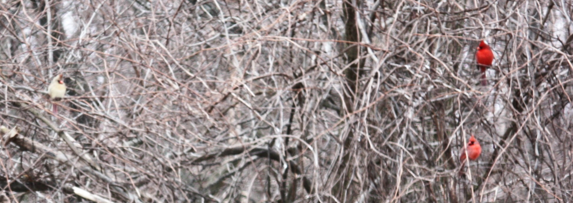 2 Cardinals 1 Pale Green Cardinal