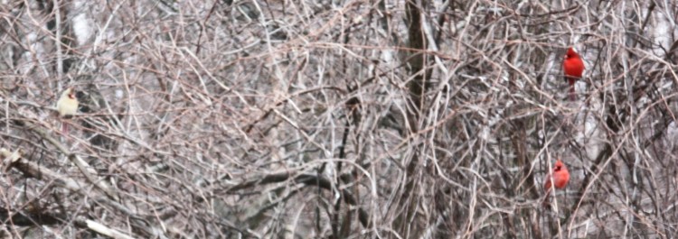 2 Cardinals 1 Pale Green Cardinal