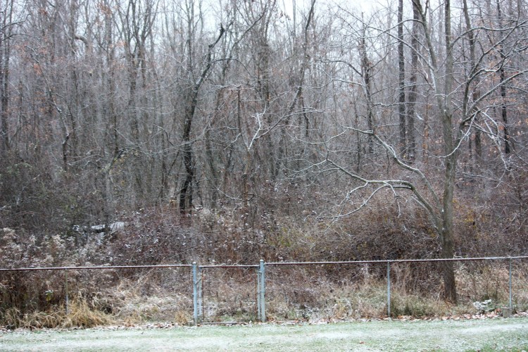 Woods @ 4:29 p.m. 11/25/2013