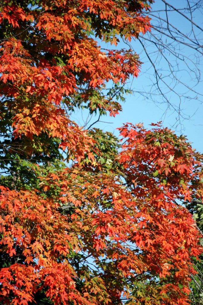 Early Autumn In My Backyard