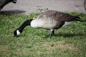 Digging Deep For Food