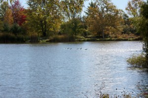 The Family That Swims Together