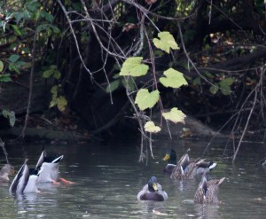 Synchronized Swimming