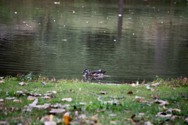 Duck Enjoying Autumn