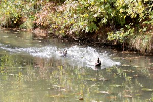 Leaving You In My Wake