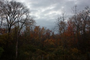Autumn Woods At Dusk