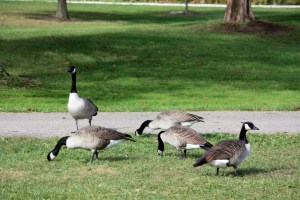 Canadian Geese Visit North Park, Brunswick, OH