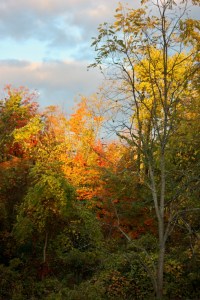 Tree Tops Lit By Early Morning Sun