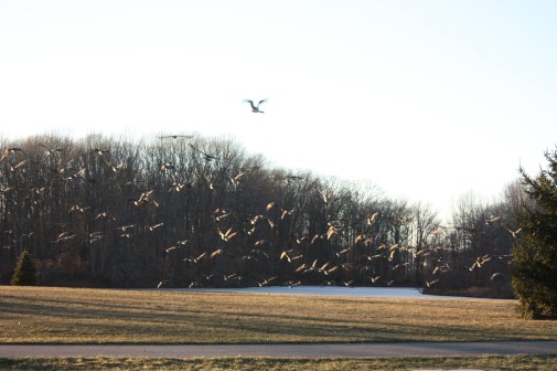 Party Animals On New Year's Eve. 