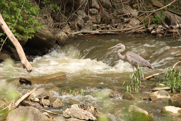 The Resident of the Ohio & Erie Canal's Lock 39