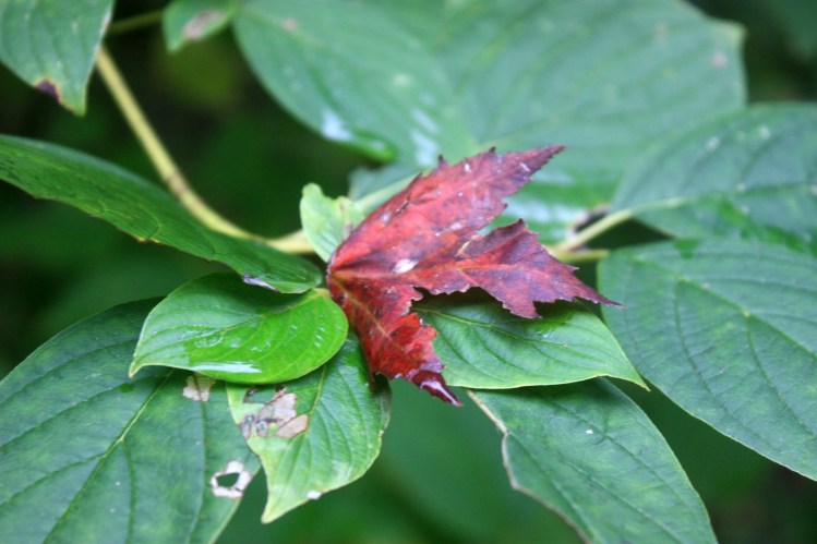 Autumn_Ohio_3_Red_Leaf