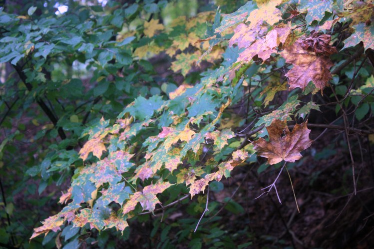 Autumn_Ohio_4_Cascading_Leaves
