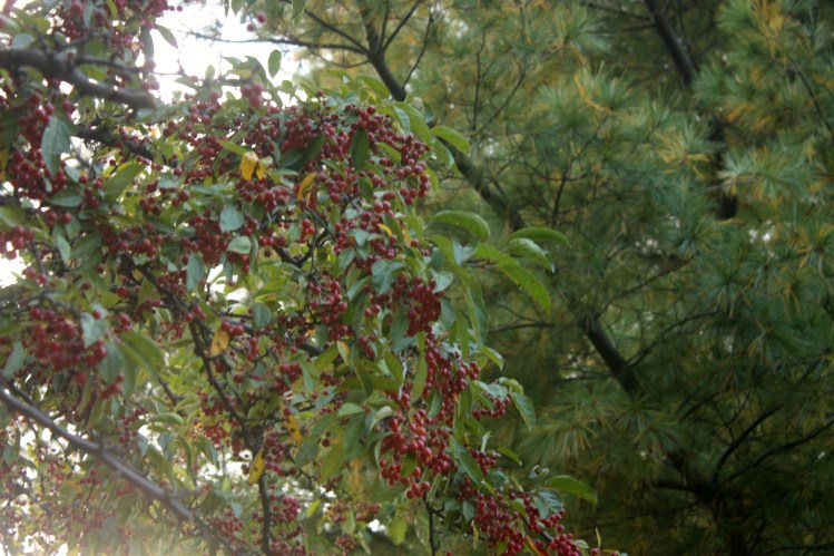 Berries_Pine_Needles