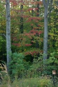 Red Leaf Bird House
