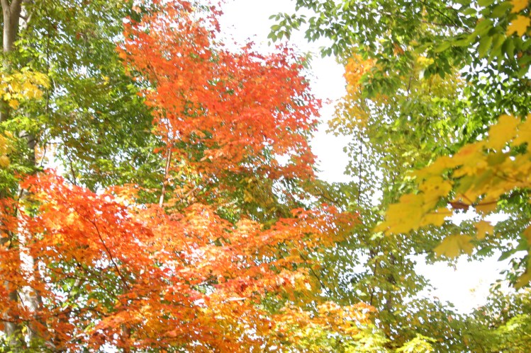 yellow_orange_green_woods