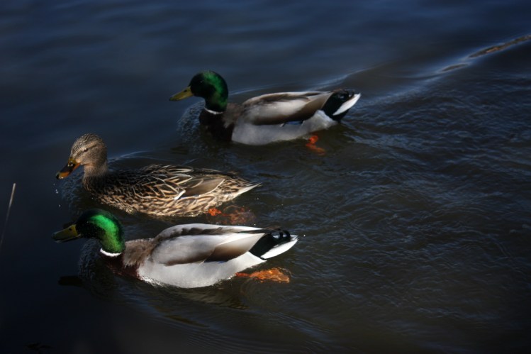 3ducks