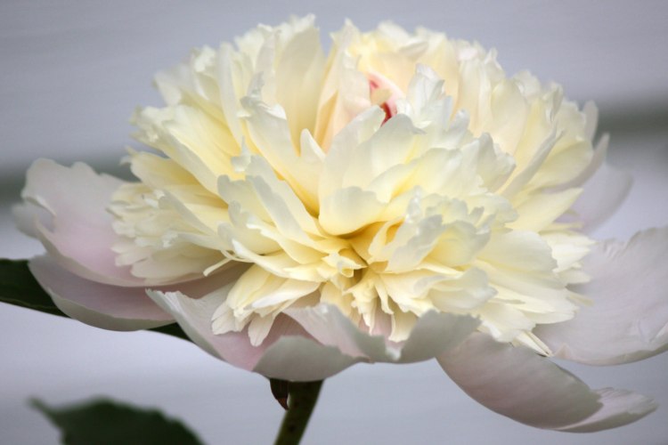 Peony_Landscape_cropped