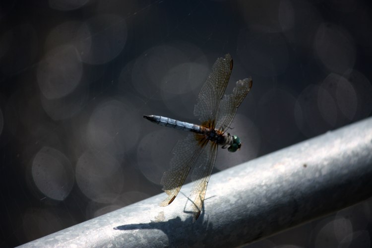 dragonfly