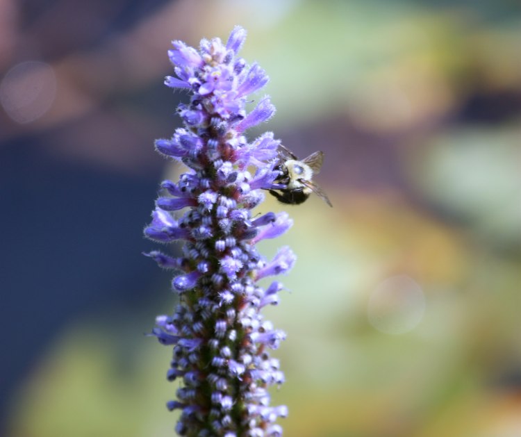 purple_bumble_bee_2