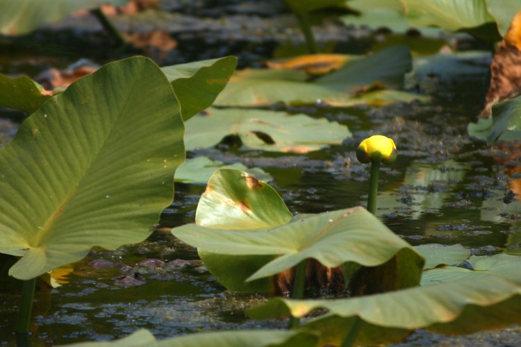 Yellow_waterlily_cropped