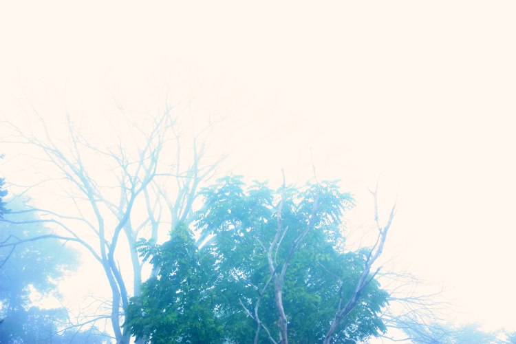 fog_3