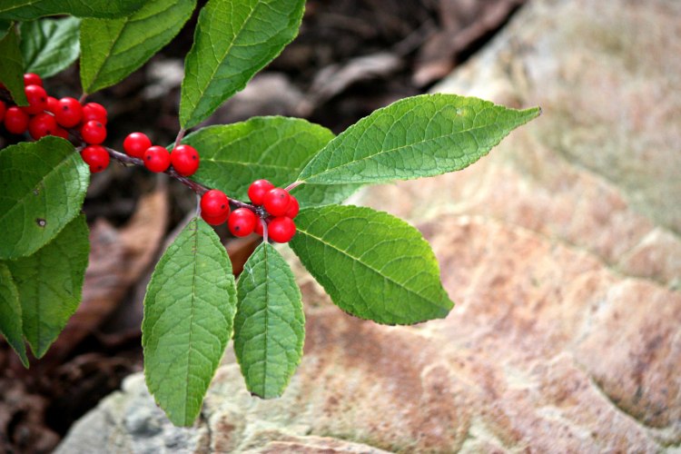 berries_stone