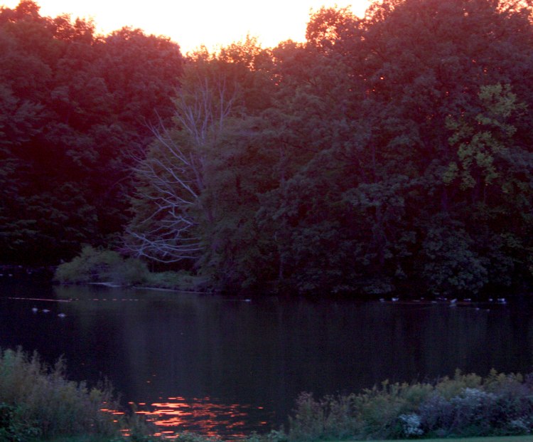 Brunswick_lake_dead_tree