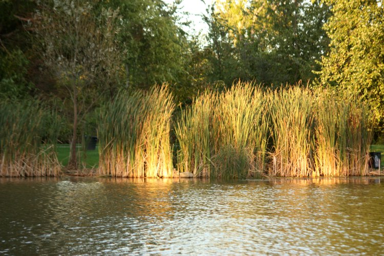 Water_grass_northpark