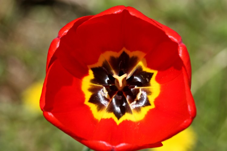 Red_Tulip