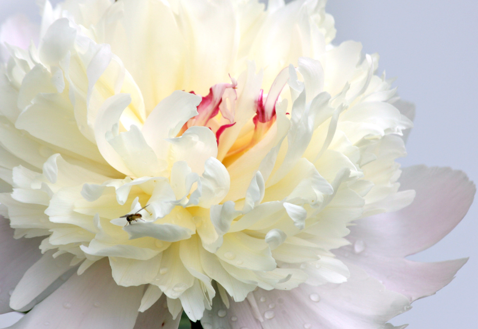 Peony_6_2019