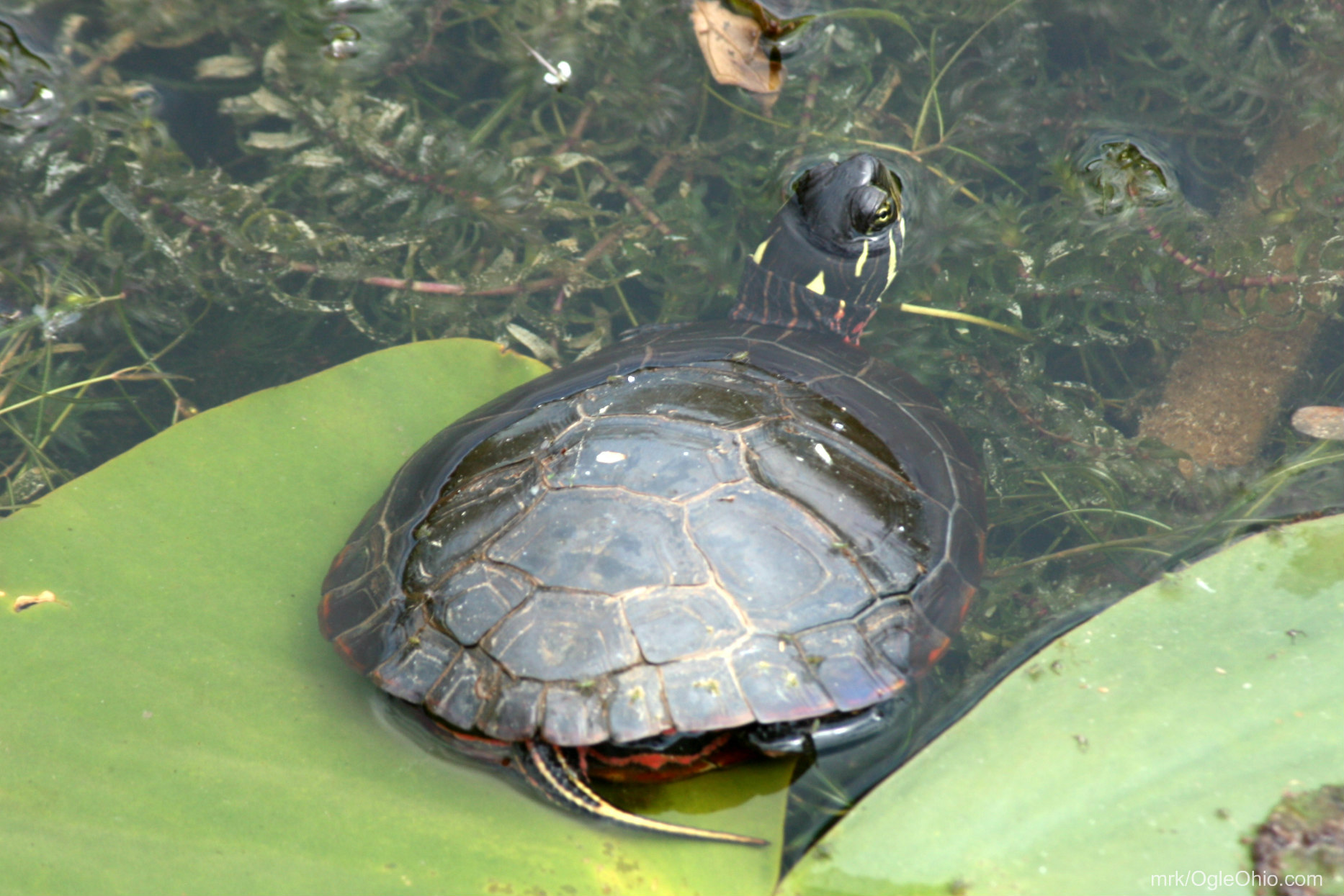 Turtle_watermark